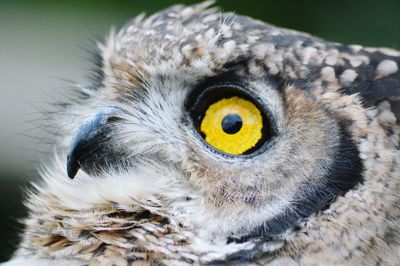 Detail shot of an owl