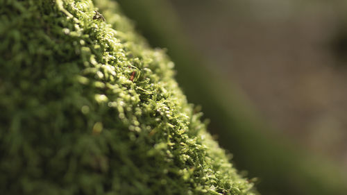 Close-up of moss growing on tree