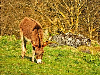 Close-up of sheep grazing on field