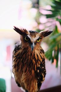 Close-up portrait of owl