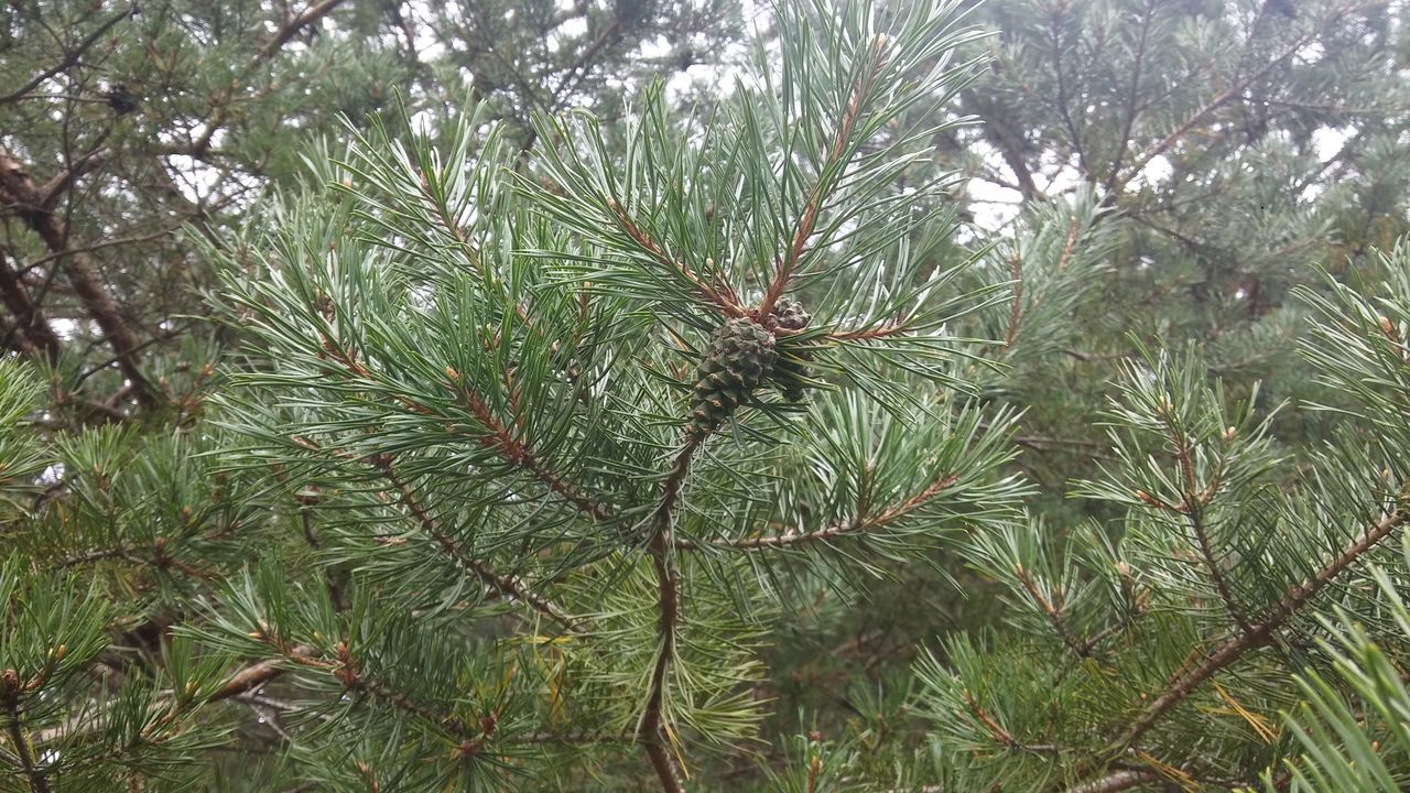 CLOSE-UP OF PINE TREE BRANCH