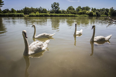 Swan swimming on lake