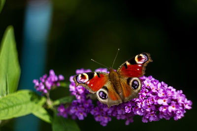 Close-up of butterfly pollinating on purple flower