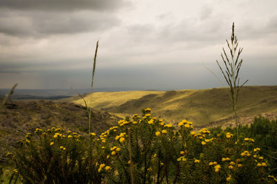 Scenic view of flowering plants on field against sky