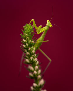 Close-up of plant against black background