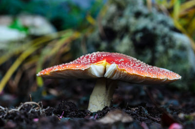 Close-up of fly agaric mushroom