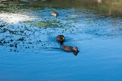 High angle view of duck swimming in lake