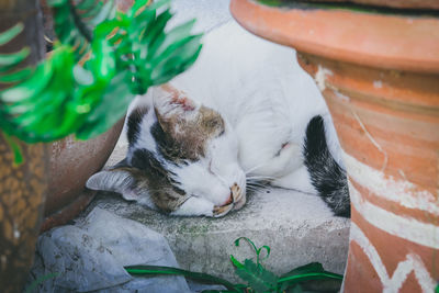 Close-up of a cat sleeping