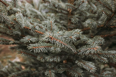 Natural christmas trees in a farm market. close-up on a pine branch. selective focus, copy space