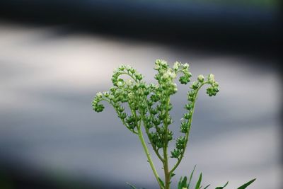 Close-up of flower buds