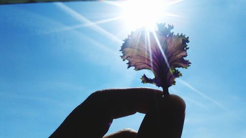 Low angle view of hand holding flowering plant against bright sun