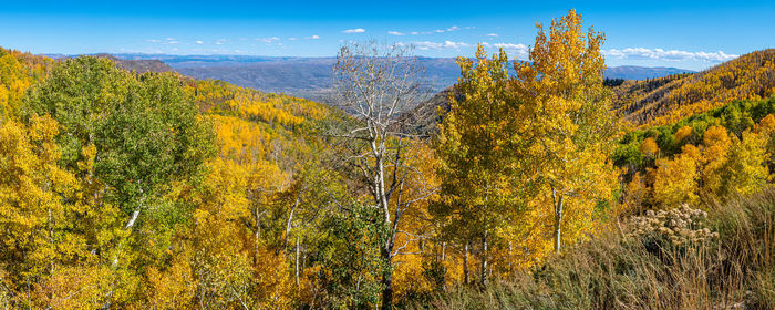 Plants and trees in forest during autumn