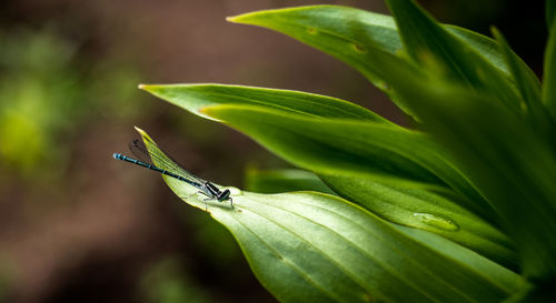 Close-up of insect on leaf