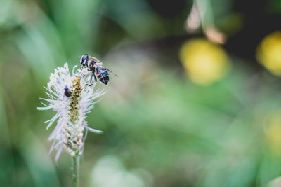 Close-up of insect on plant