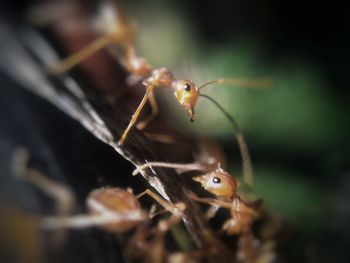 Close-up of ant on leaf