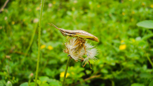 Close-up of honey bee on plant
