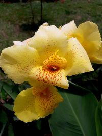 Close-up of yellow flower blooming outdoors