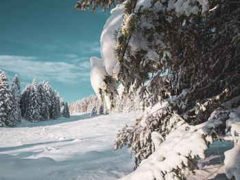 Snow covered land and trees