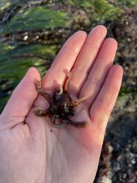 Close-up of hand holding a lizard