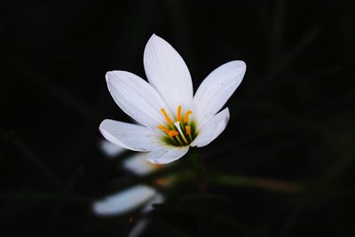 Close-up of white crocus flower against black background