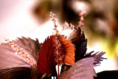 Close-up of dry maple leaves against blurred background