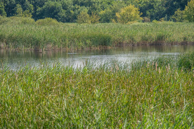 Scenic view of lake in forest