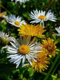 Close-up of white daisy flowers