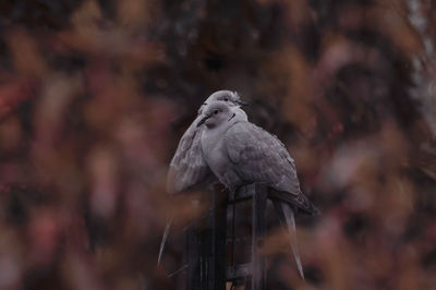 Close-up of doves perching on branch