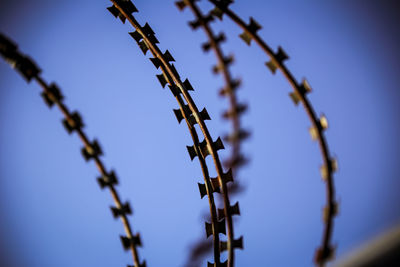 Low angle view of barbed wire against clear blue sky
