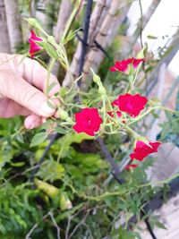 Close-up of hand holding red berries