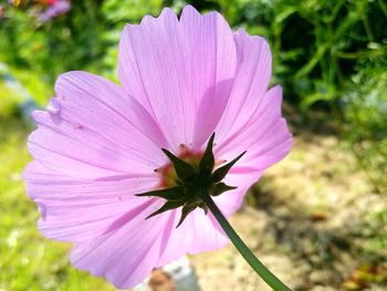 Close-up of pink cosmos flower blooming outdoors