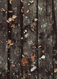 Full frame shot of dry leaves on wood