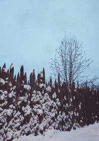 Bare trees against sky during winter