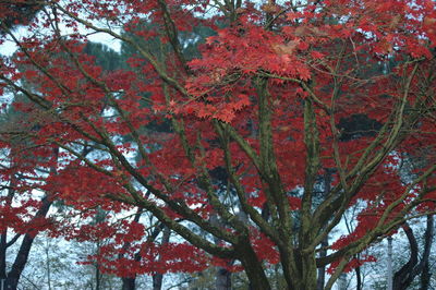 Low angle view of trees against sky