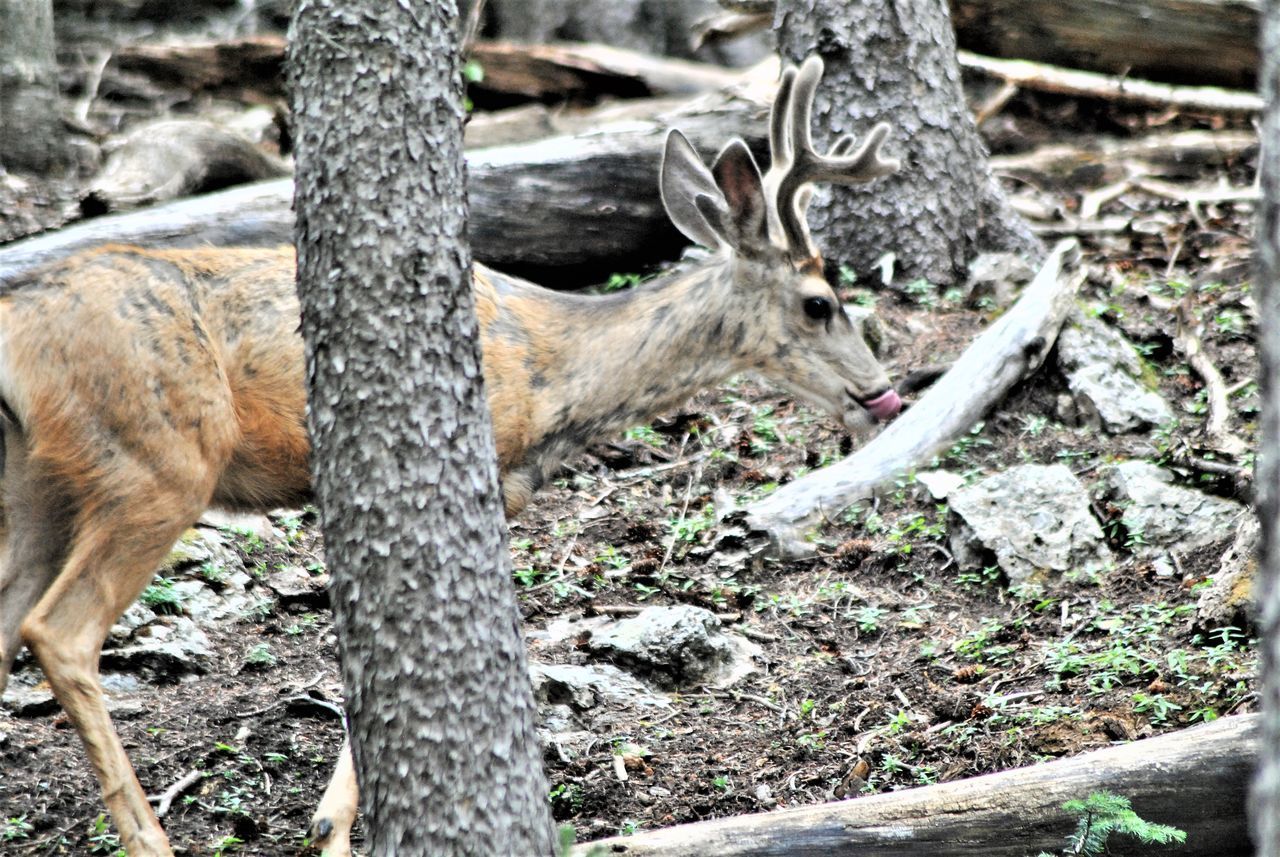 VIEW OF DEER ON GROUND