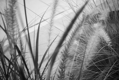 Close-up of grass