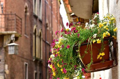 Close-up of potted plant against building