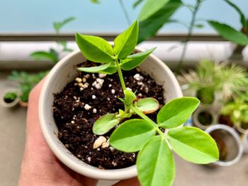 Close-up of hand holding potted plant