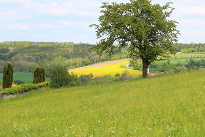 Scenic view of field against sky