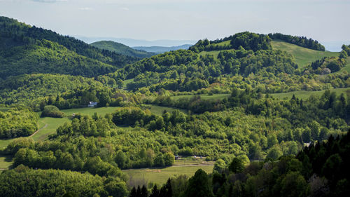 Scenic view of trees on field against sky