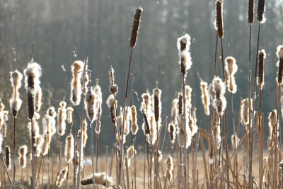 Close-up of plants against blurred background