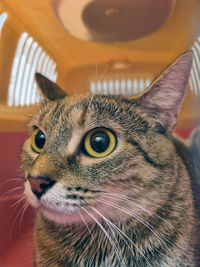 Close-up portrait of a cat