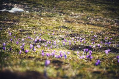 Close-up of crocus flowers growing in field