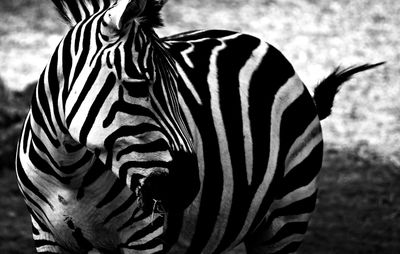 Close-up of zebra