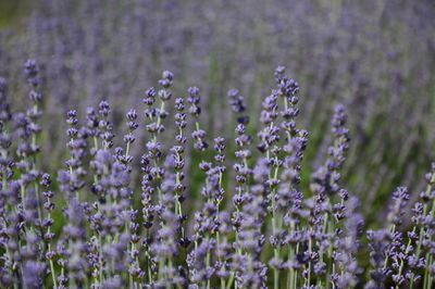 Close-up of purple flowering plants on field