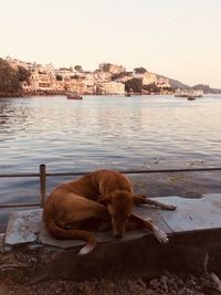 View of dog by river against sky