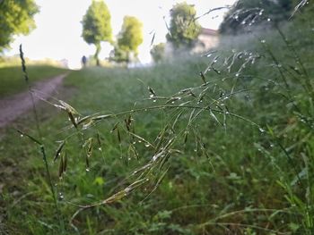 Close-up of spider web on grass