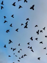 Low angle view of birds flying in sky