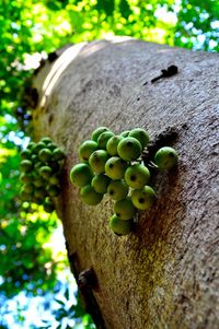 Low angle view of tree trunk