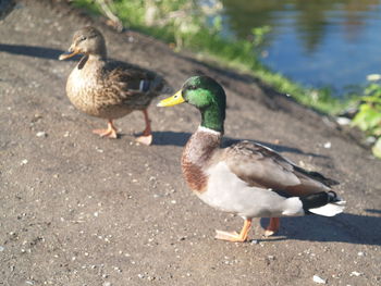 Ducks on a lake